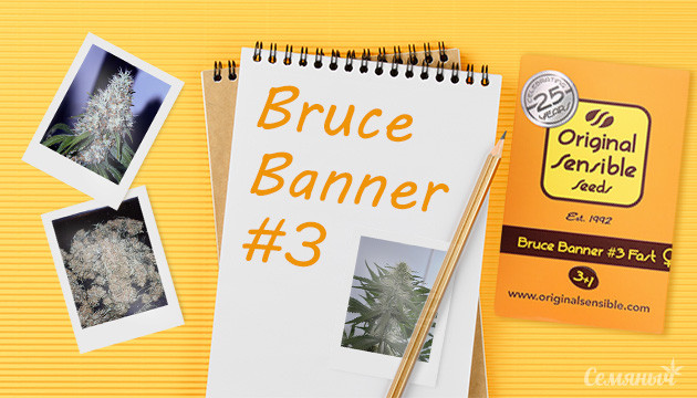 Гроурепорт сорта Bruce Banner #3