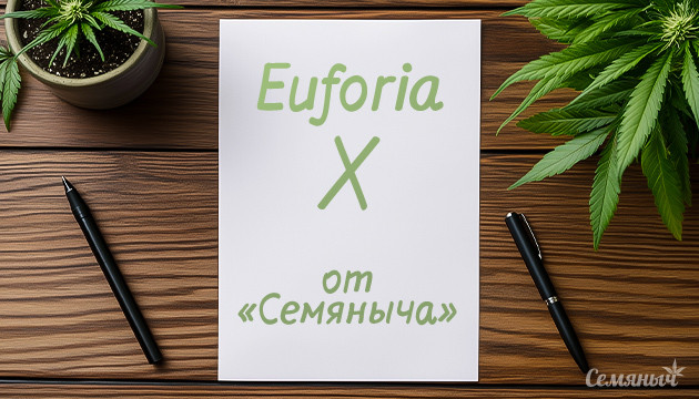 Выращивание сорта марихуаны Euforia X fem от Семяныча в индоре