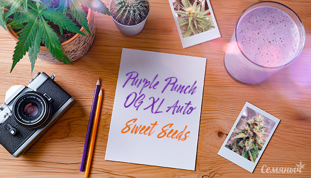 Гроурепорт сорта Purple Punch OG XL Auto от Sweet Seeds
