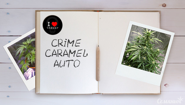 Гроурепорт сорта Crime Caramel Auto fem от Семяныча