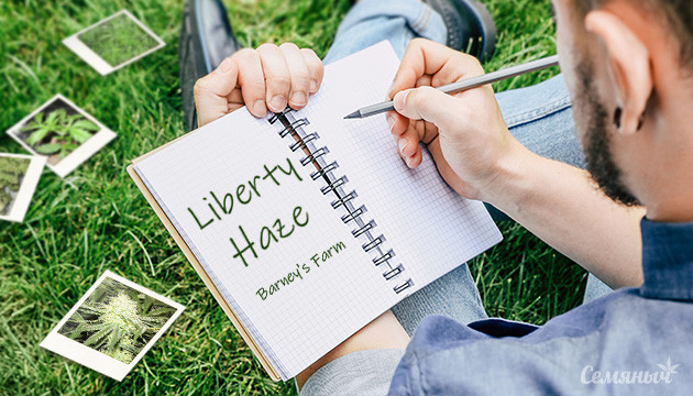 Гроурепорт сорта Liberty Haze