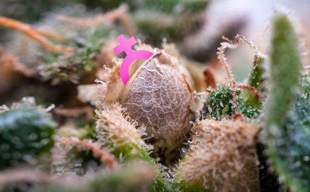 Концентрация ТГК в феминизированных сортах Феминизированные семена конопли