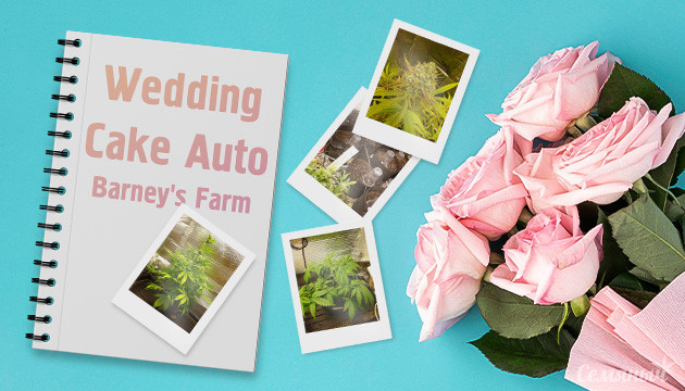 Гроурепорт сорта Wedding Cake Auto fem от Barney's Farm